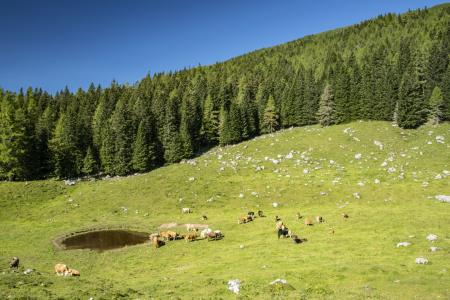 Planina Loka (Foto: MIT, Ivan Majc)
